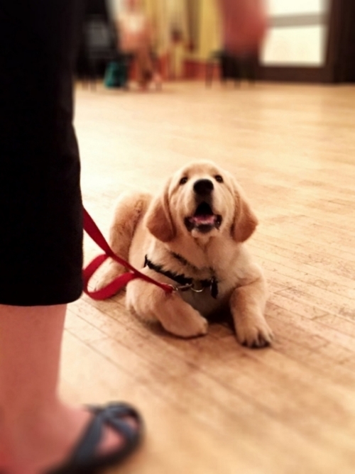 golden retriever puppy doing a perfect down stay in group class Hoboken