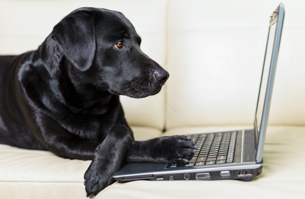Dog looking at computer during online remote training