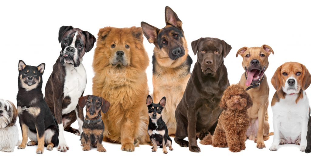 a group of different breeds of dogs sitting and staying