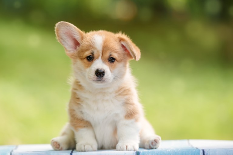 corgi puppy doing a sit and stay